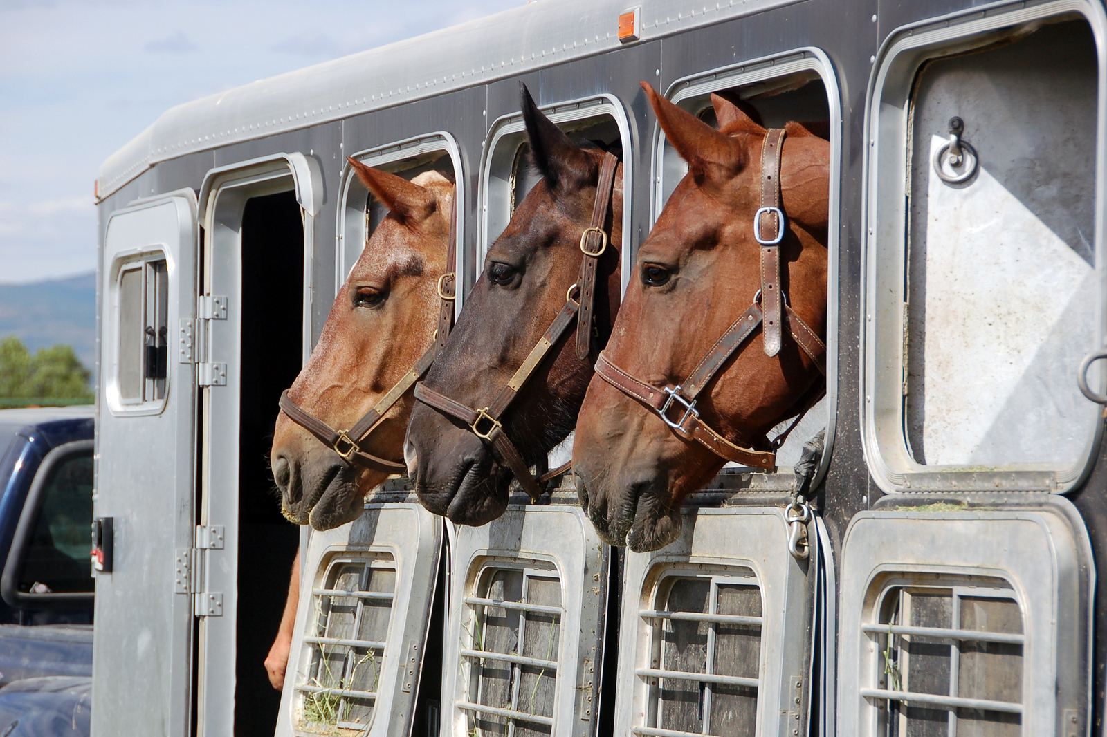 horse floats in NSW