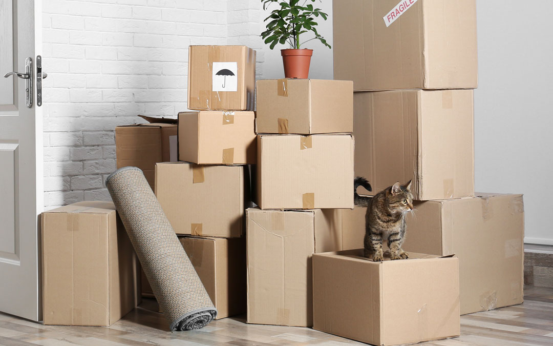 Removalist Liverpool