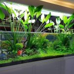 aquarium plants online sydney