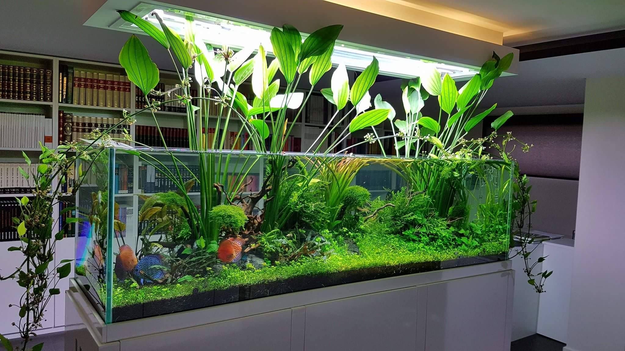 aquarium plants online sydney