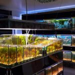Aquarium Supplies Sydney